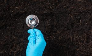 Some Soil Problems Are Fixed Best in Autumn