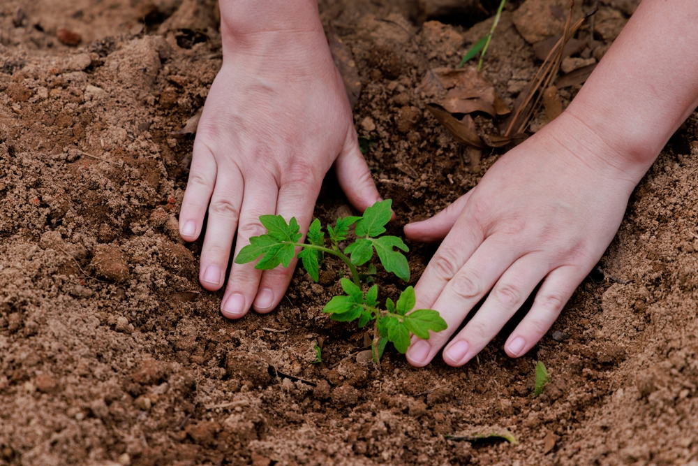 Some Seedlings Transplant Better in Cool Weather