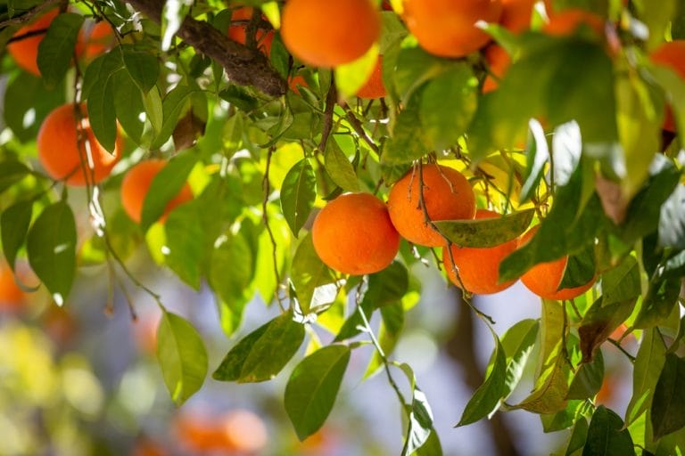 This Is How to Keep Citrus Trees Thriving in a Cold Climate