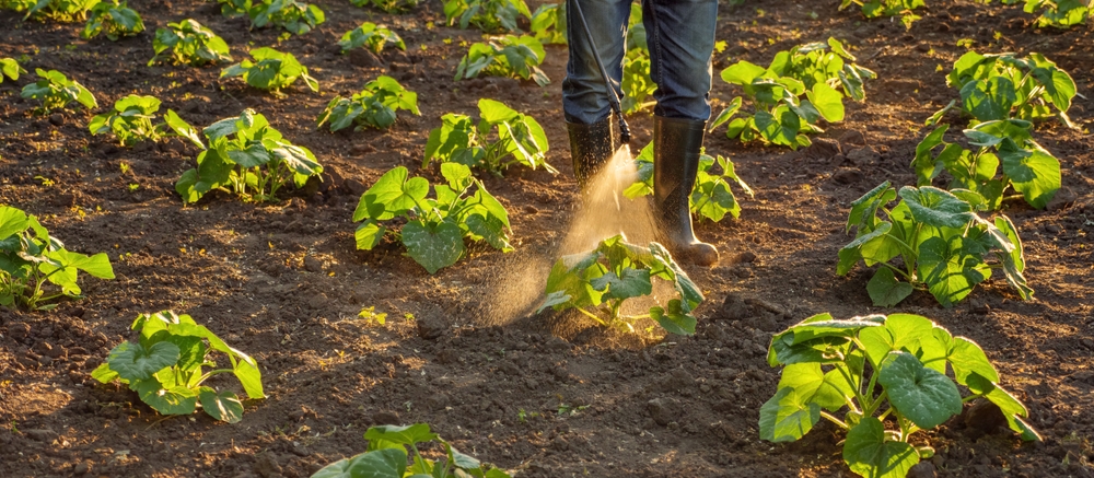 Storing Root Crops Extends Winter Food Supplies