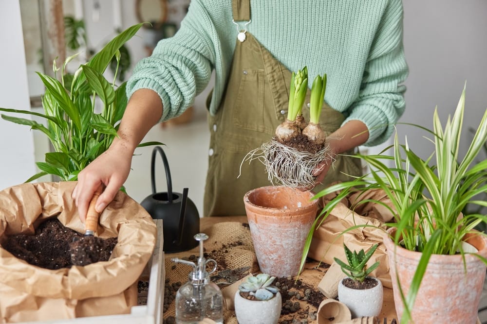 You Should Force These Bulbs Indoors for the Brightest Winter Blooms