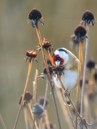 The Case for Leaving Seed Heads: Beauty, Birds, and Free Food