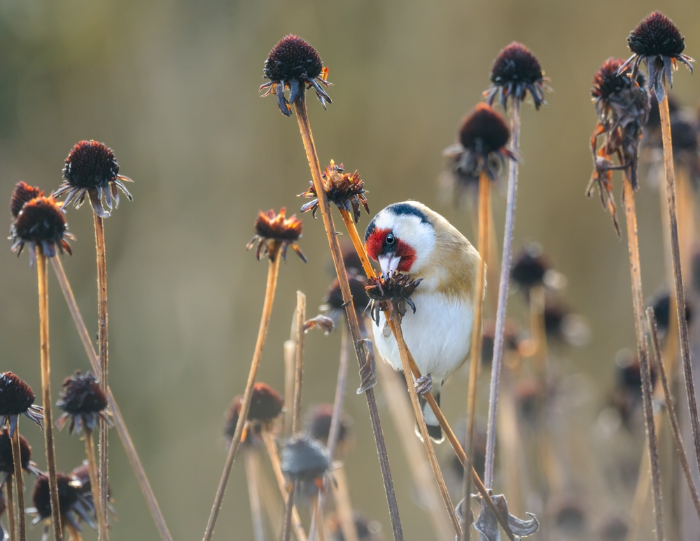 The Case for Leaving Seed Heads: Beauty, Birds, and Free Food