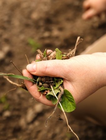 Some Edible Weeds Pop Up In September