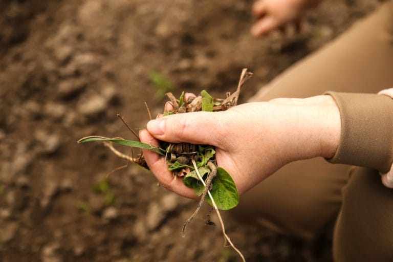 Some Edible Weeds Pop Up In September