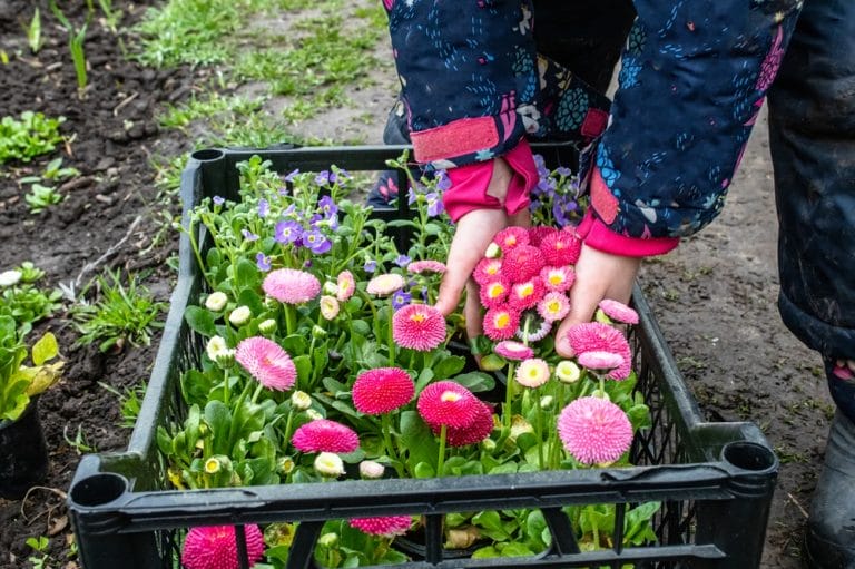 Perennial Beds Benefit From Extra Mulch Now