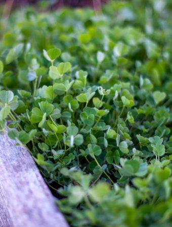You Should Protect Some Crops With Row Covers in Fall