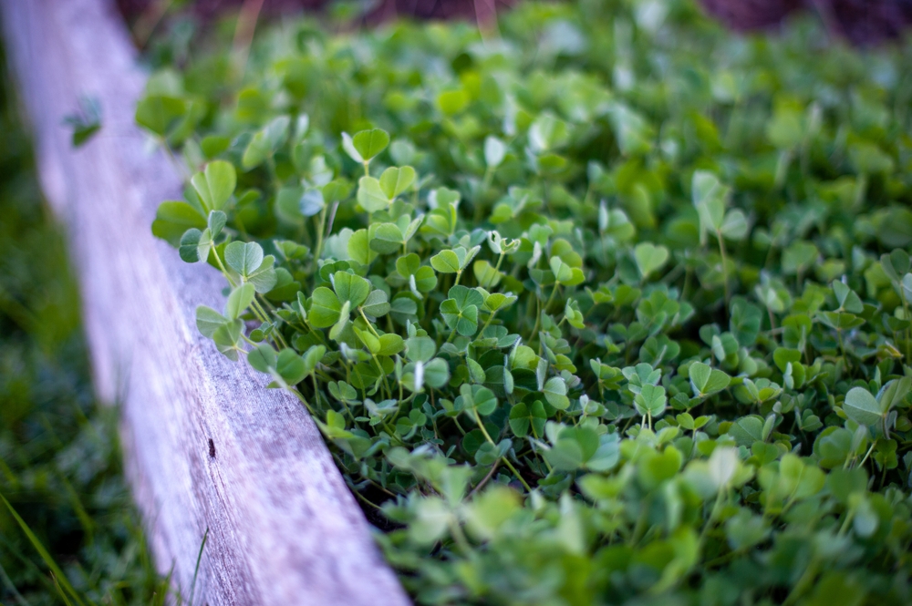 You Should Protect Some Crops With Row Covers in Fall