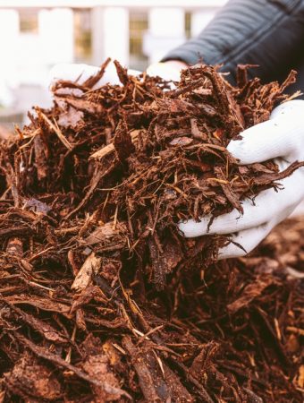 What Is The Secret to Fall Mulch That Supercharges Next Spring’s Blooms?