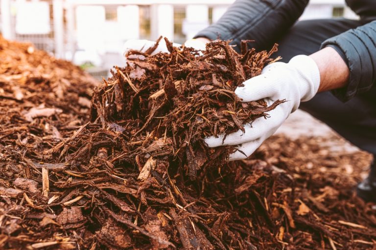 What Is The Secret to Fall Mulch That Supercharges Next Spring’s Blooms?