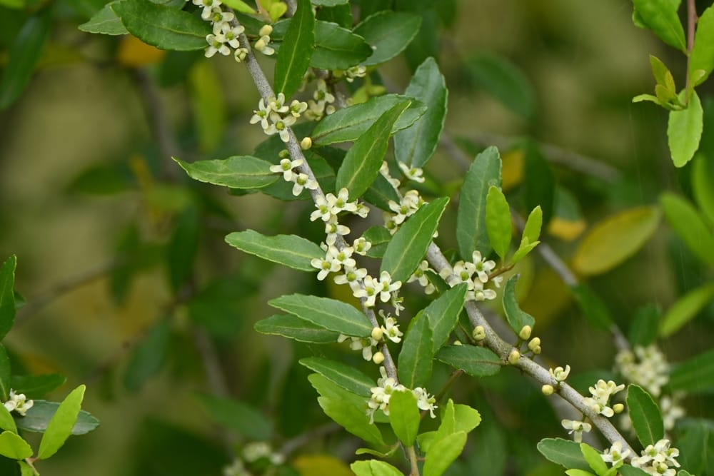 You Should Add These Evergreens Now for a Stunning Winter Landscape