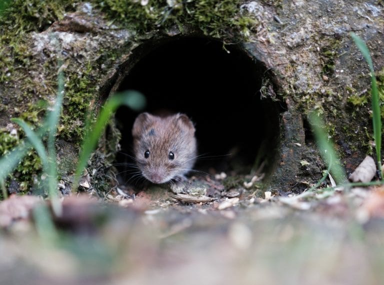 Some Crops Attract Mice If Left Uncovered