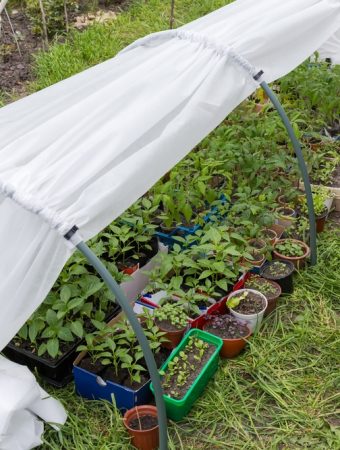 How to Keep Growing Fresh Veggies Through Winter