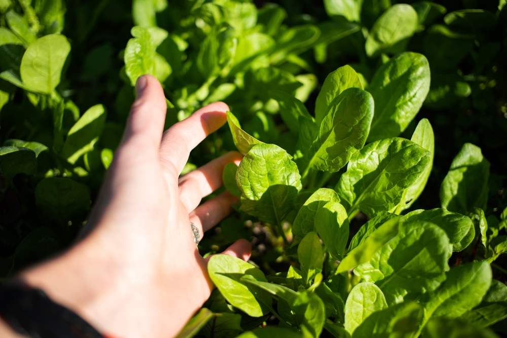 Kale and Spinach Are the Underdogs of the November Garden