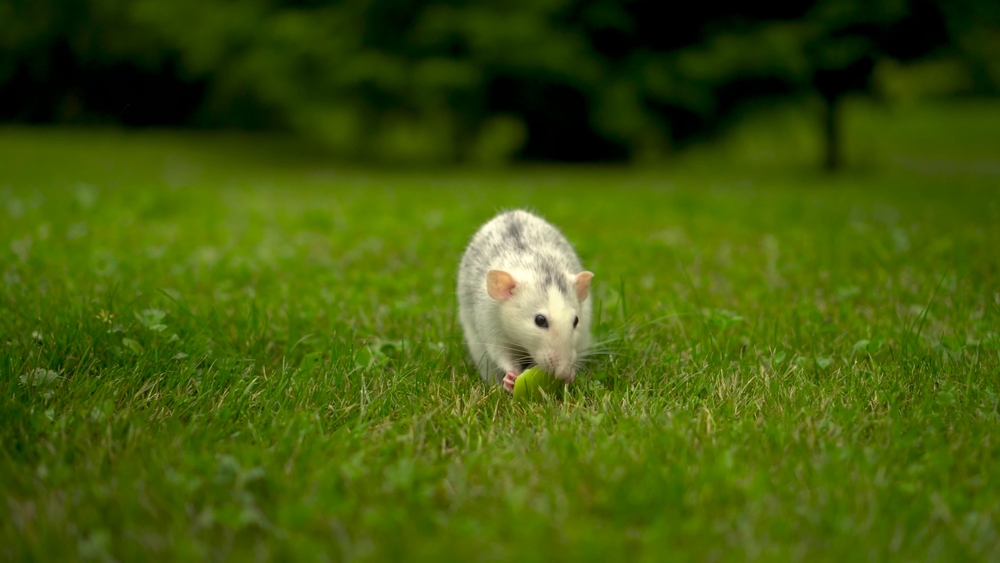 You Should Keep Rodents from Chewing Your Tree Trunks This Winter