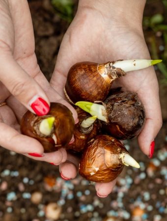 You Can Redesign Your Bulb Garden After This Year’s Mistakes