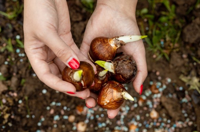 You Can Redesign Your Bulb Garden After This Year’s Mistakes
