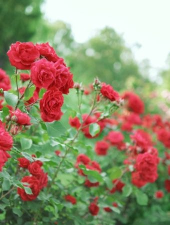 These Shrubs Help With Color and Texture When Everything Else Dies