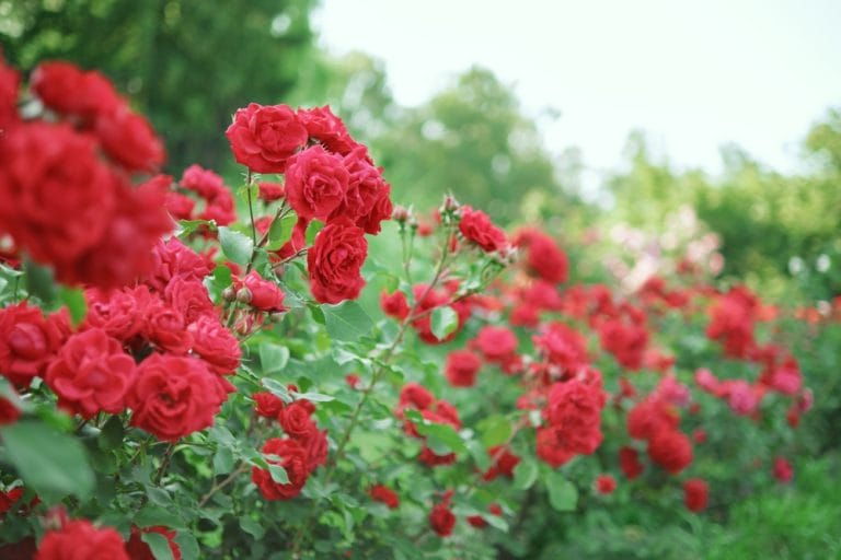 These Shrubs Help With Color and Texture When Everything Else Dies