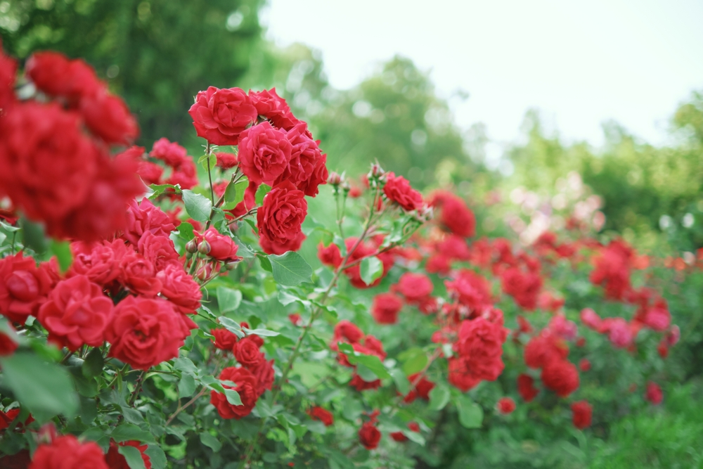 These Shrubs Help With Color and Texture When Everything Else Dies