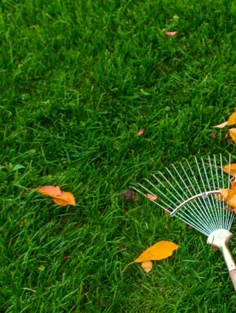 There Are Common Mistakes We All Make When Raking Leaves