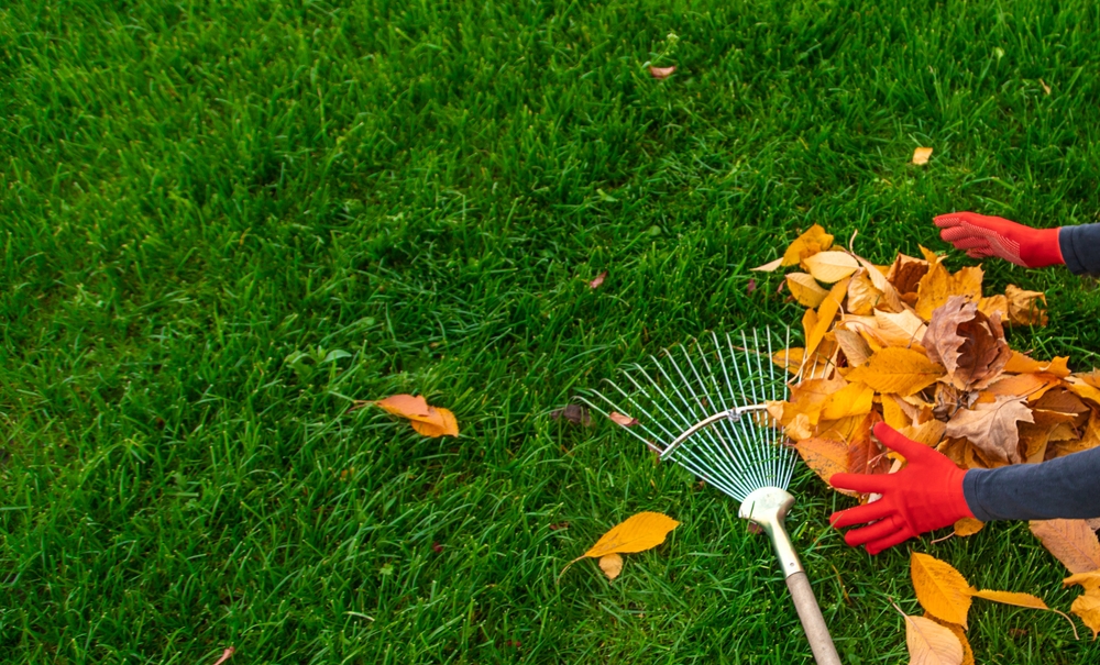 There Are Common Mistakes We All Make When Raking Leaves