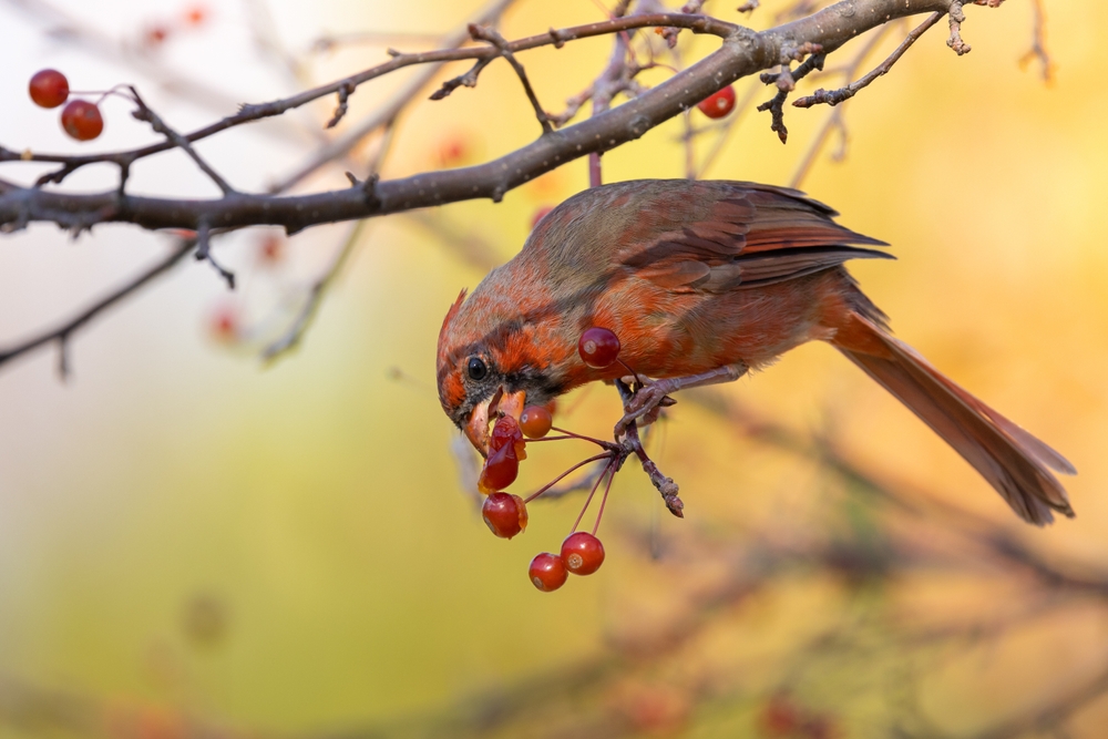 Here Are Shrubs With Berries That Birds Rely on in Winter