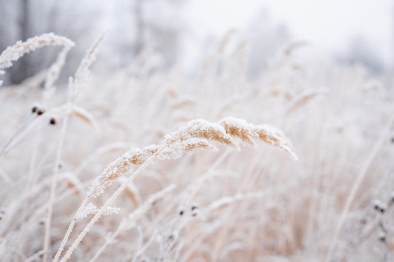 Frost Tolerant Crops Taste Sweeter