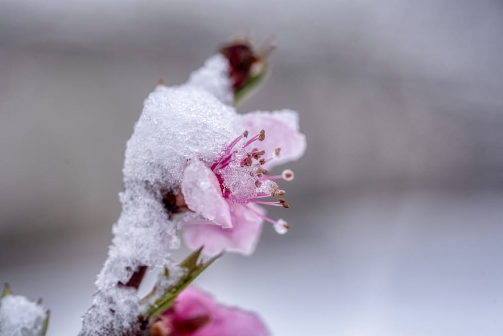 There Are Hidden Frost Zones in Your Yard That Kill More Plants Than You Think