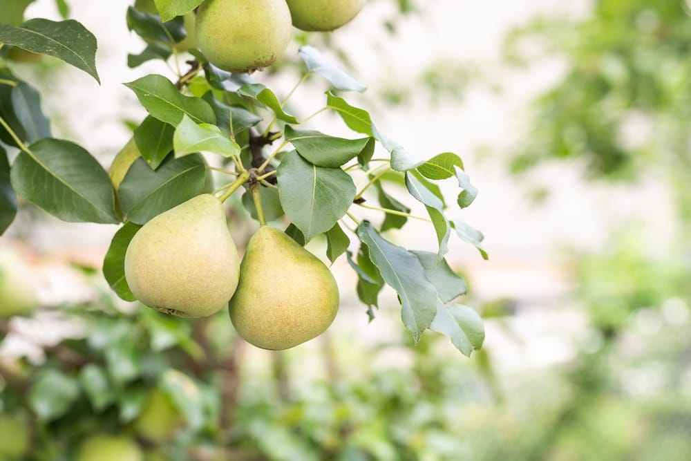 There Are Fruits and Nuts You Can Still Harvest This Month