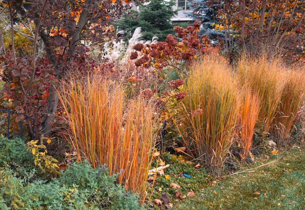 Ornamental Grasses Should Stay Standing Until Spring