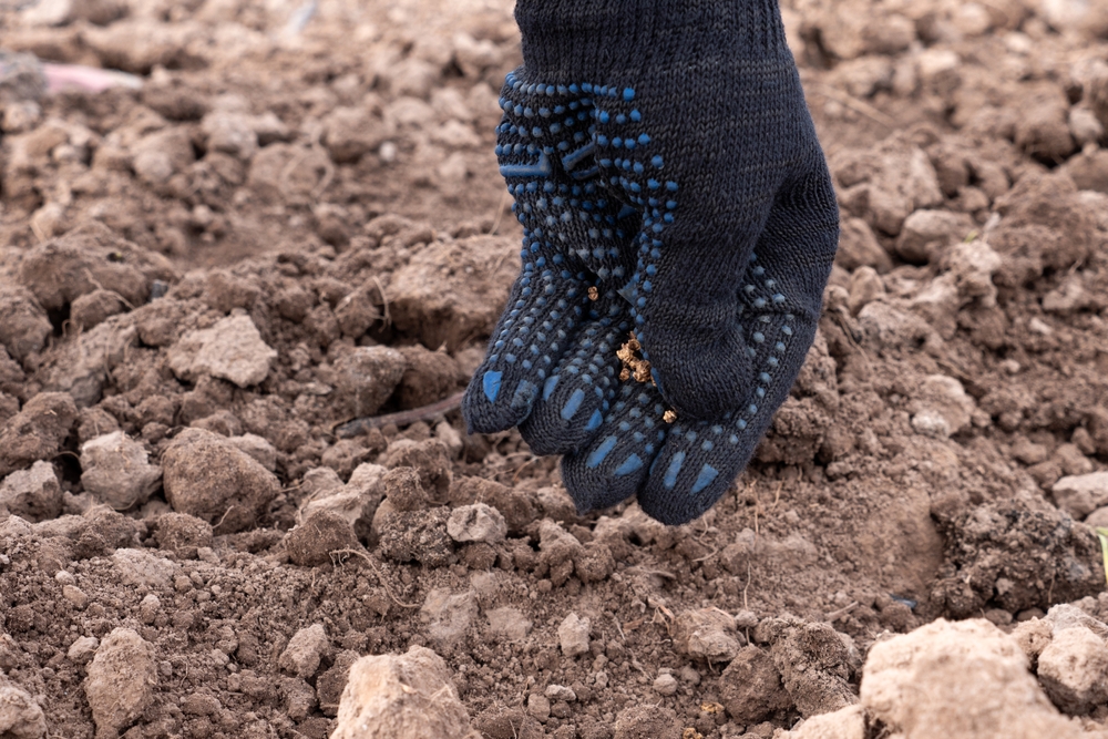 Overseeding Too Late Can Backfire on Your Lawn