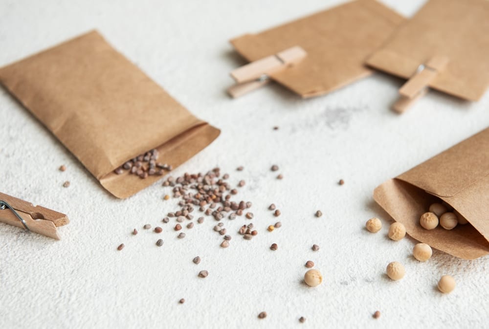 There Are Certain Seeds You Should Store in Paper Bags This Fall