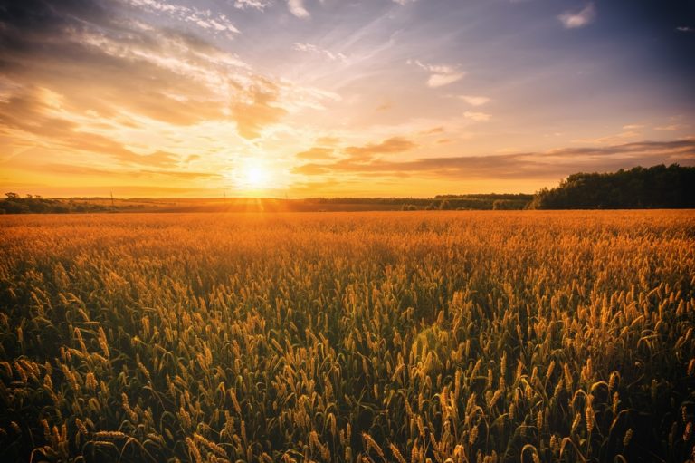 Shorter Days Mean Bigger Root Crops