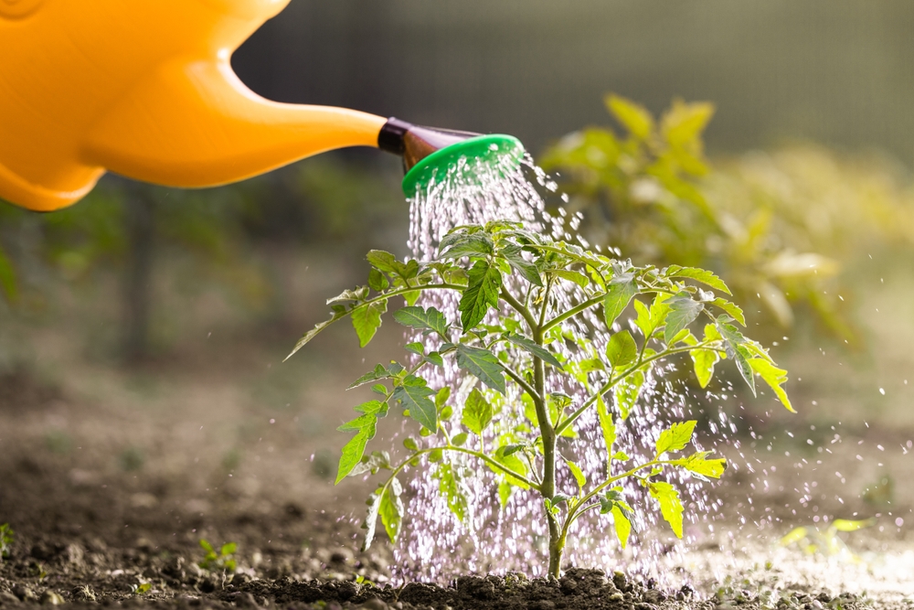 Plants Don’t Need as Much Water as You Think in November — Here’s Why
