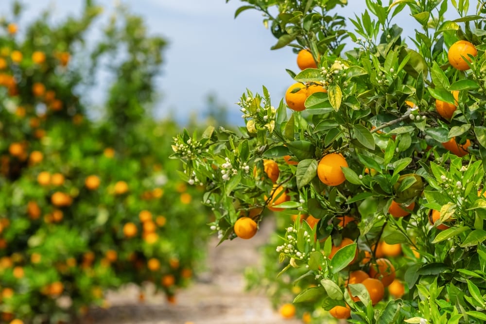 This Is How to Keep Citrus Trees Thriving in a Cold Climate