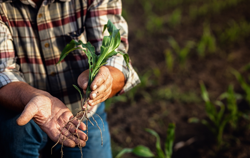 Some Root Crops Store Longer In A Cellar