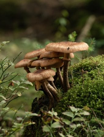 Morning Fog Can Boost Garden Fungi