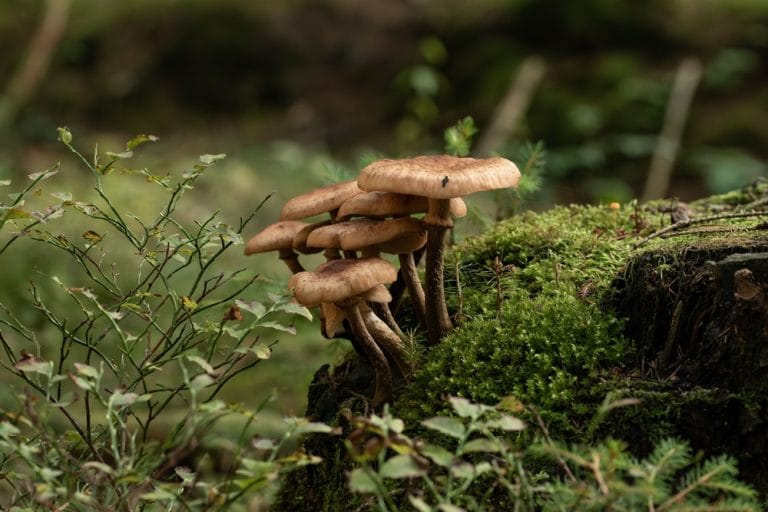Morning Fog Can Boost Garden Fungi