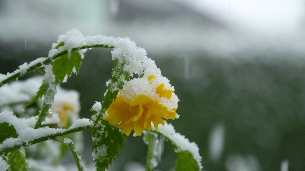 There Is A Secret to Choosing Cold-Weather Annuals That Actually Survive