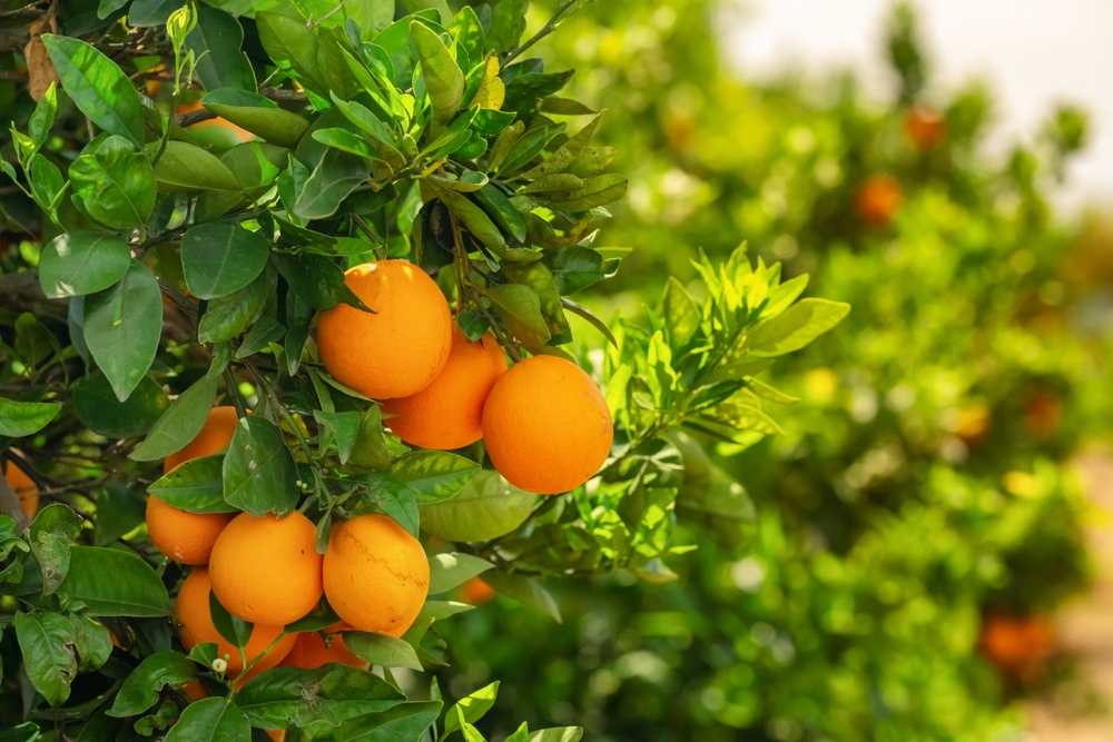 Keep Your Citrus Trees Alive When November Frost Hits Hard
