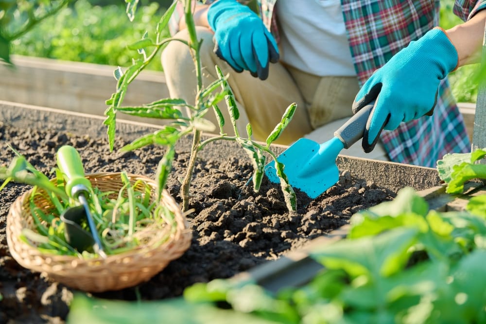 Fall Is The Time To Start Next Year’s Beds