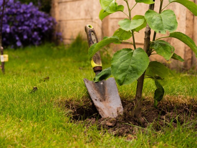 Bare-Root Planting Is The November Gardening Move No One Talks About