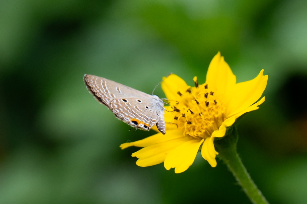 Pollinator Hotels Should Be Built Before Frost