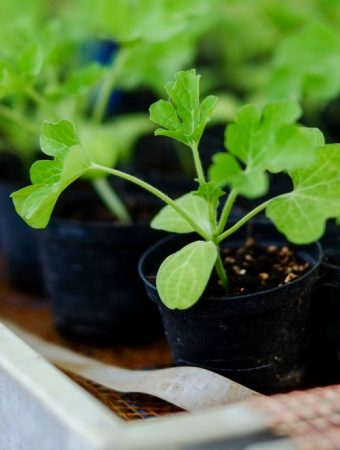 Some Seedlings Transplant Better in Cool Weather