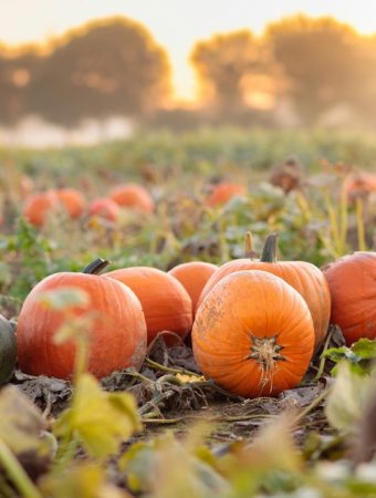 The Ultimate November Garden Checklist: Don’t Skip These Final Tasks