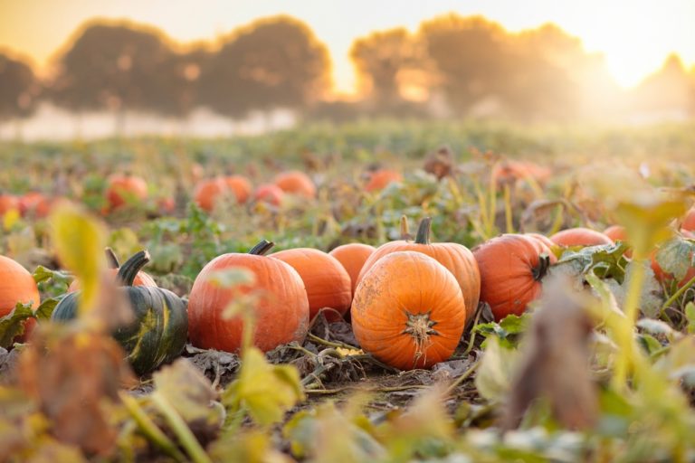 The Ultimate November Garden Checklist: Don’t Skip These Final Tasks