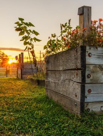 Garden Beds Sink After Leaf Mulching