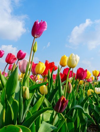 There Is A Perfect Time to Plant Tulips