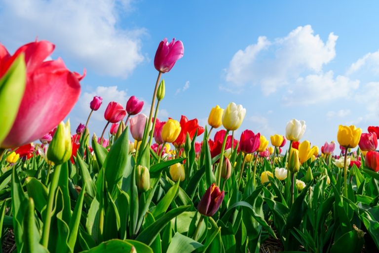 There Is A Perfect Time to Plant Tulips
